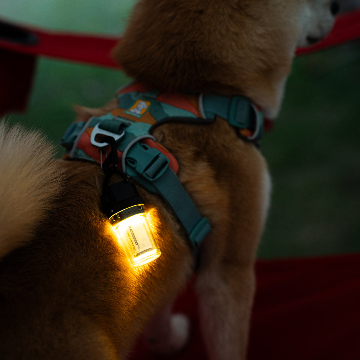 Close view of Flextail Zero Lantern clipped to a dog harness