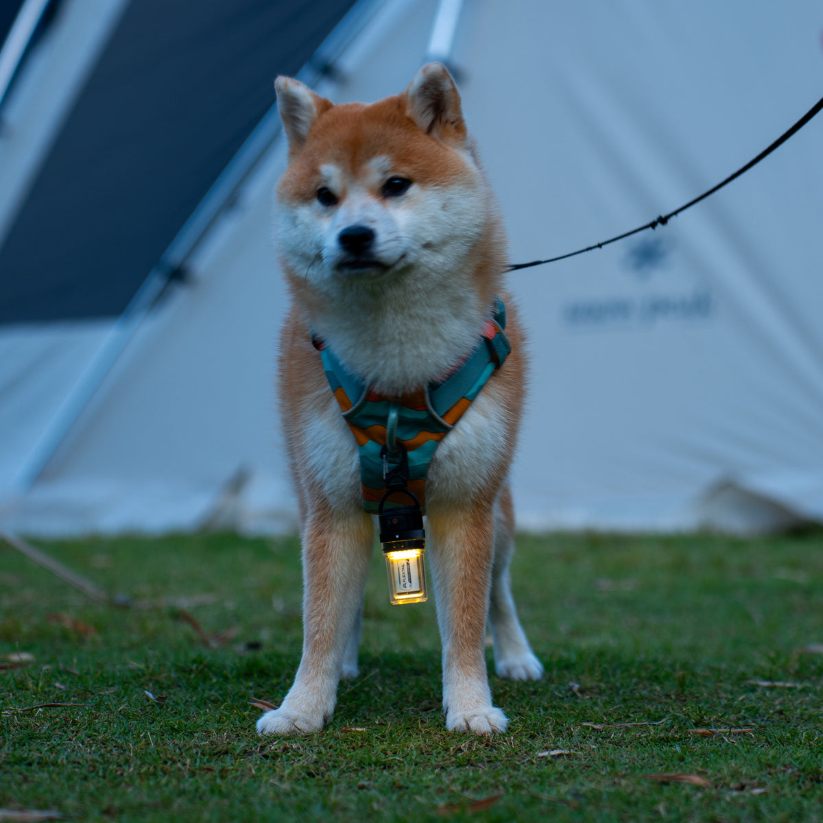 Flextail Zero Lantern attached to a dog harness at camp