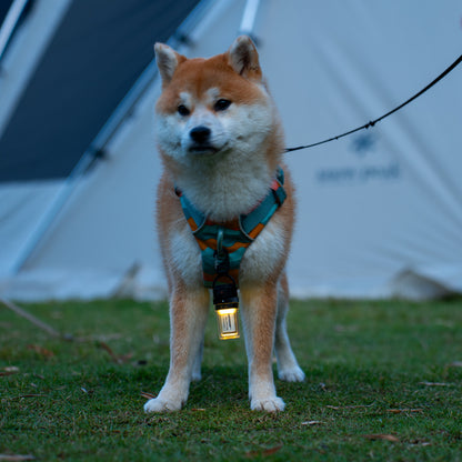 Flextail Zero Lantern attached to a dog harness at camp
