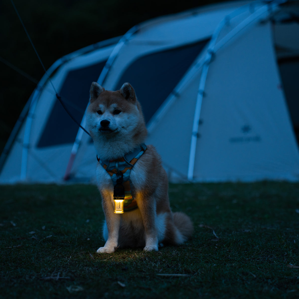 Flextail Zero Lantern lighting a dog harness beside a tent at night