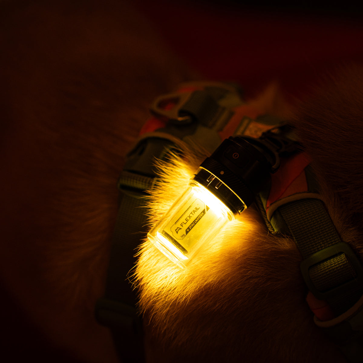 Flextail Zero Lantern attached to a dog harness in low light