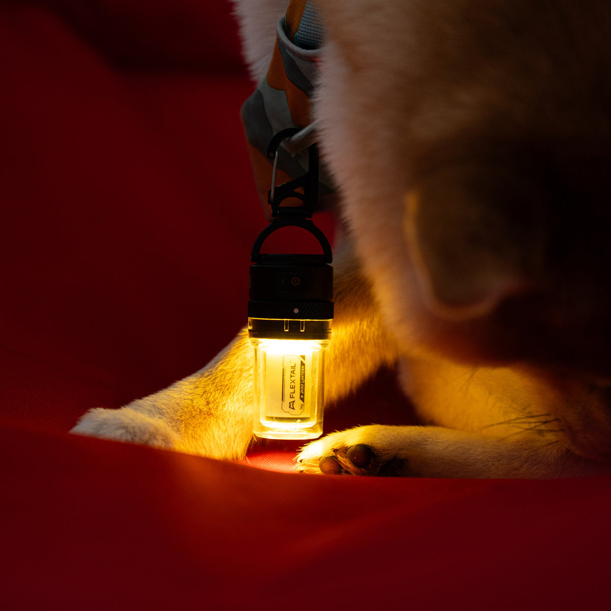 Flextail Zero Lantern glowing inside a camping chair with a dog